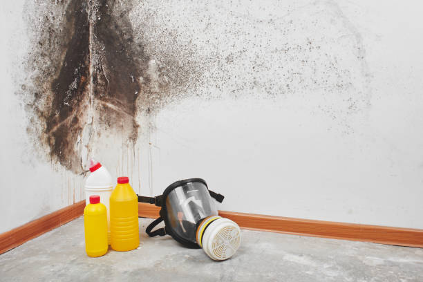Best Home Mold Removal  in Wabasso, FL