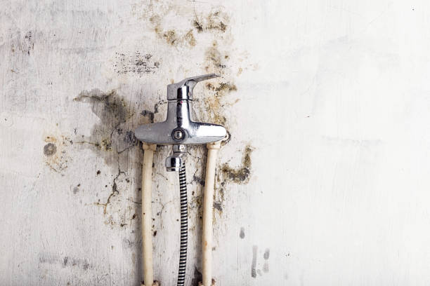Best Mold Removal Near Me  in Wabasso, FL