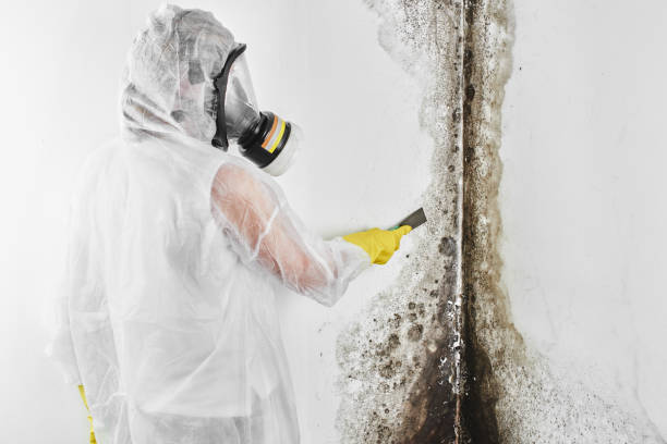 Best Home Mold Removal  in Wabasso, FL