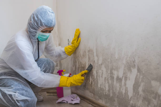 Best Mold Remediation Experts  in Wabasso, FL