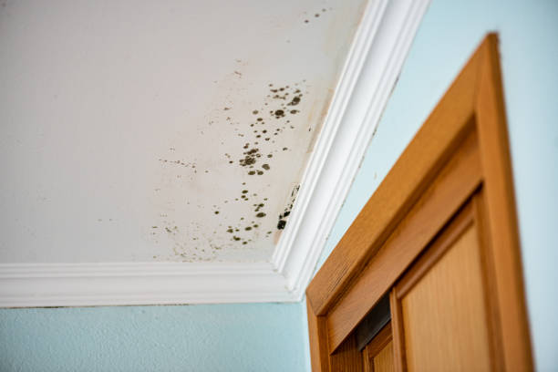 Best Same-Day Mold Removal  in Wabasso, FL