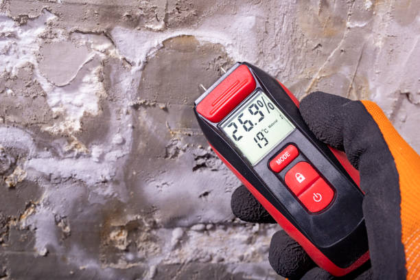 Best Local Mold Removal Service  in Wabasso, FL