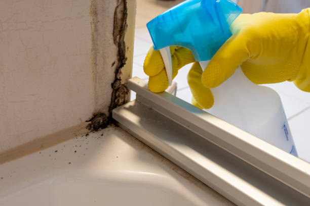 Mold Testing and Removal in Wabasso, FL