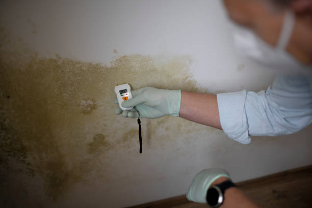 Best Mold Testing  in Wabasso, FL