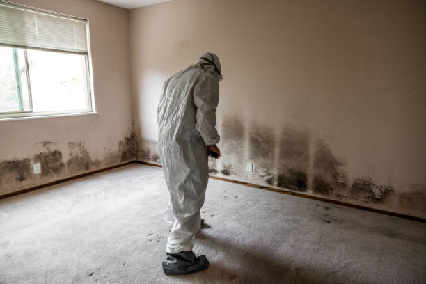 Best Mold Testing and Removal  in Wabasso, FL