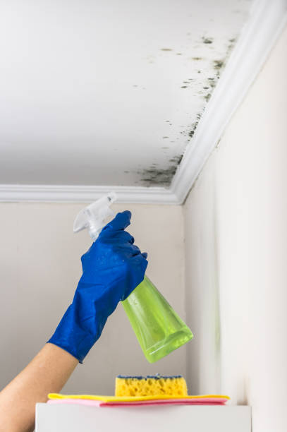 Best Mold Remediation  in Wabasso, FL